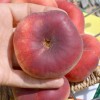 Broskyňa plochá (Prunus persica) FILIP