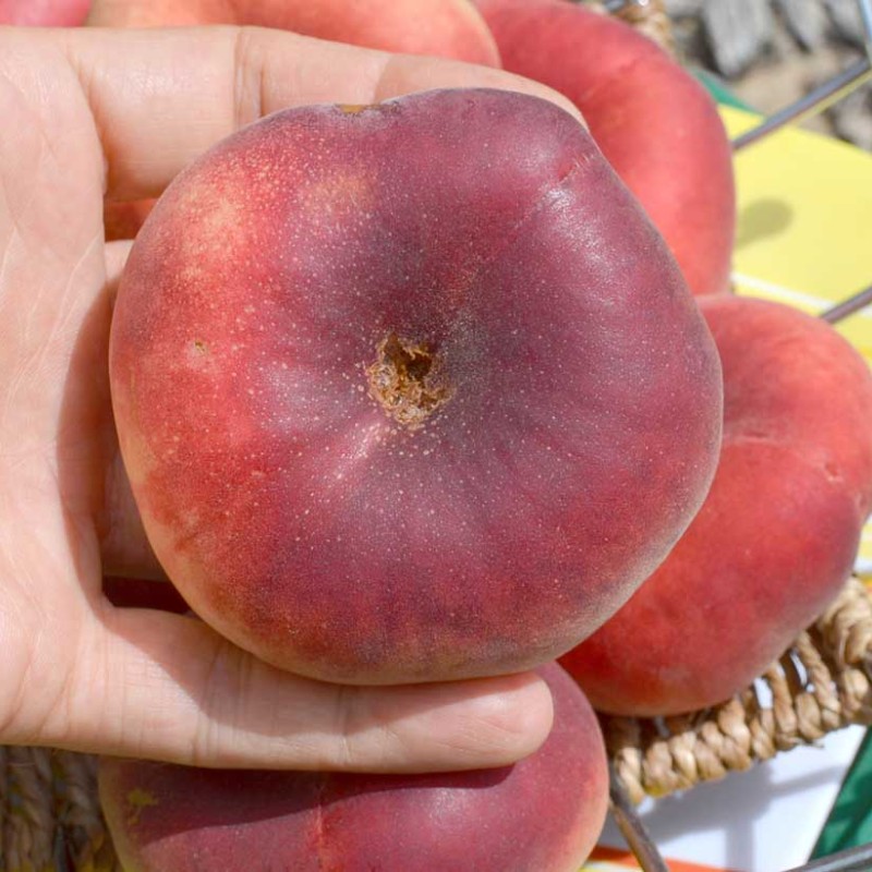 Broskyňa plochá (Prunus persica) FILIP