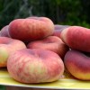 Broskyňa plochá (Prunus persica) FILIP