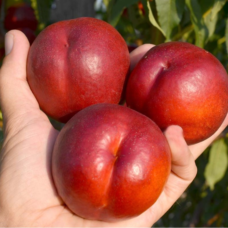 Nektarinka (Prunus persica var. nucipersica) FLAVOURTOP