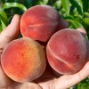 Broskyňa (Prunus persica) HARNAS