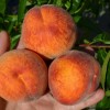 Broskyňa (Prunus persica) HARROW BEAUTY