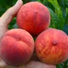 Broskyňa (Prunus persica) HARROW BEAUTY