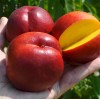 Nektarinka (Prunus persica var. nucipersica) HONEY KIST