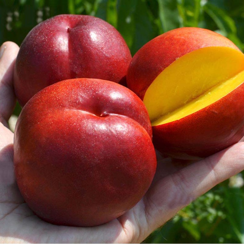 Nektarinka (Prunus persica var. nucipersica) HONEY KIST