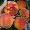 Broskyňa (Prunus persica) INKA