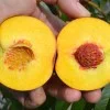 Broskyňa (Prunus persica) JAYHAVEN