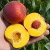 Broskyňa (Prunus persica) JAYHAVEN