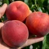 Broskyňa (Prunus persica) JAYHAVEN