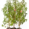 Broskyňa (Prunus persica) AMSDEN
