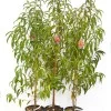 Pfirsich (Prunus persica) ROTER WEINBERGPFIRSICH
