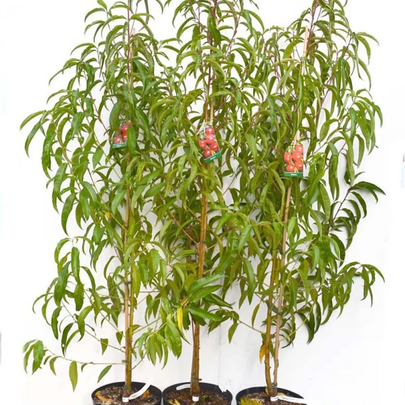 Pfirsich (Prunus persica) ROTER WEINBERGPFIRSICH