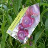 Nektarinka plochá (Prunus persica var. nucipersica) PIATTARINA