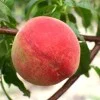 Pfirsich (Prunus persica) REVITA