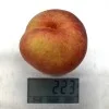 Pfirsich (Prunus persica) REVITA