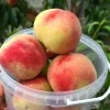 Pfirsich (Prunus persica) REVITA