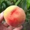 Pfirsich (Prunus persica) REVITA