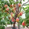 Pfirsich (Prunus persica) REVITA