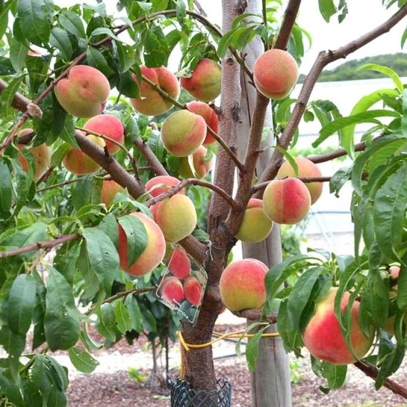 Pfirsich (Prunus persica) REVITA