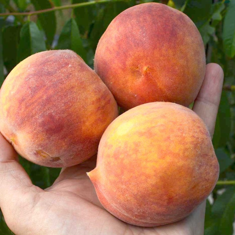 Pfirsich (Prunus persica) ROYALVEE