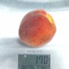 Pfirsich (Prunus persica) ROYALVEE