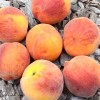 Pfirsich (Prunus persica) ROYALVEE