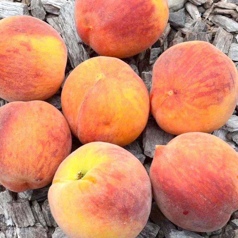 Peach (Prunus persica) ROYALVEE