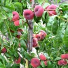 Broskyňa plochá (Prunus persica) SATURN