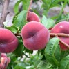 Broskyňa plochá (Prunus persica) SATURN