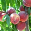 Broskyňa stĺpová (Prunus persica) CAMPANILO
