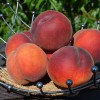Broskyňa (Prunus persica) SYMPHONIE