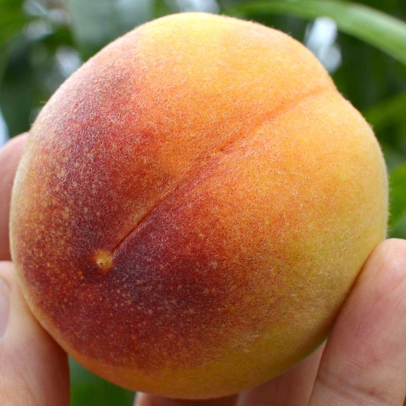 Broskyňa (Prunus persica) VELVET