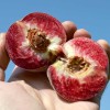 Broskyňa (Prunus persica) VINOHRADNÍCKA