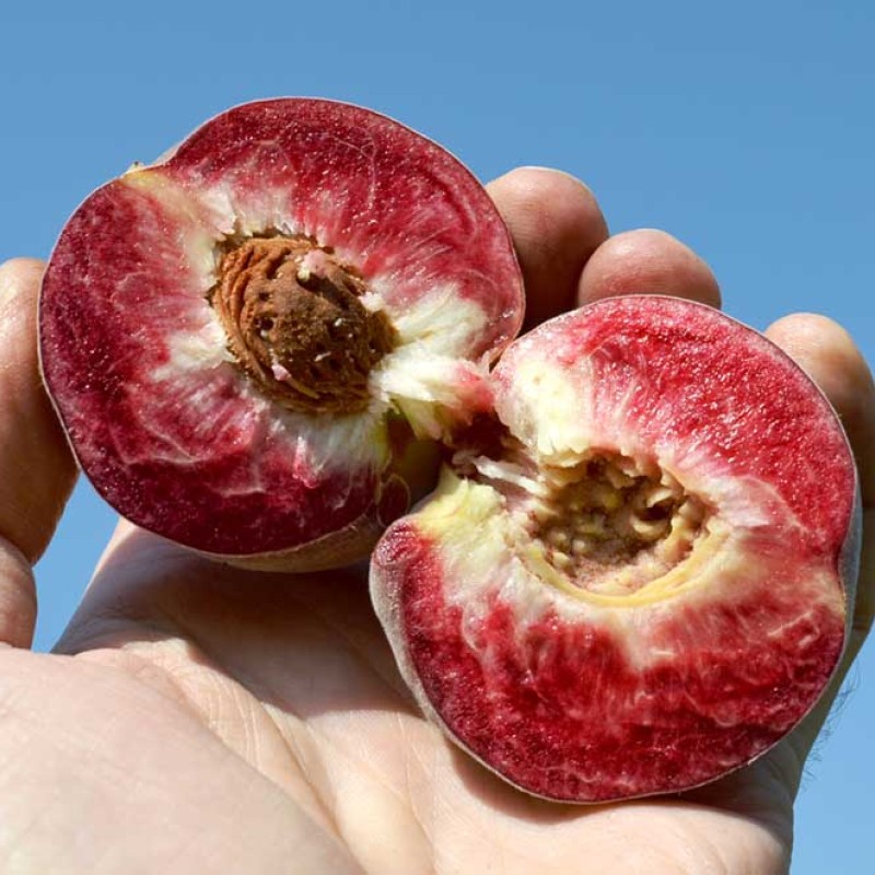 Broskyňa (Prunus persica) VINOHRADNÍCKA