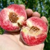 Broskyňa (Prunus persica) VINOHRADNÍCKA