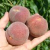 Broskyňa (Prunus persica) VINOHRADNÍCKA