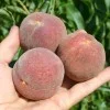 Pfirsich (Prunus persica) ROTER WEINBERGPFIRSICH