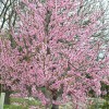 Broskyňa (Prunus persica) VINOHRADNÍCKA