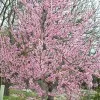 Pfirsich (Prunus persica) ROTER WEINBERGPFIRSICH