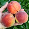 Broskyňa (Prunus persica) ZOLOTAJA MOSKVA