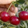 Višňa (Prunus cerasus) ACHAT®