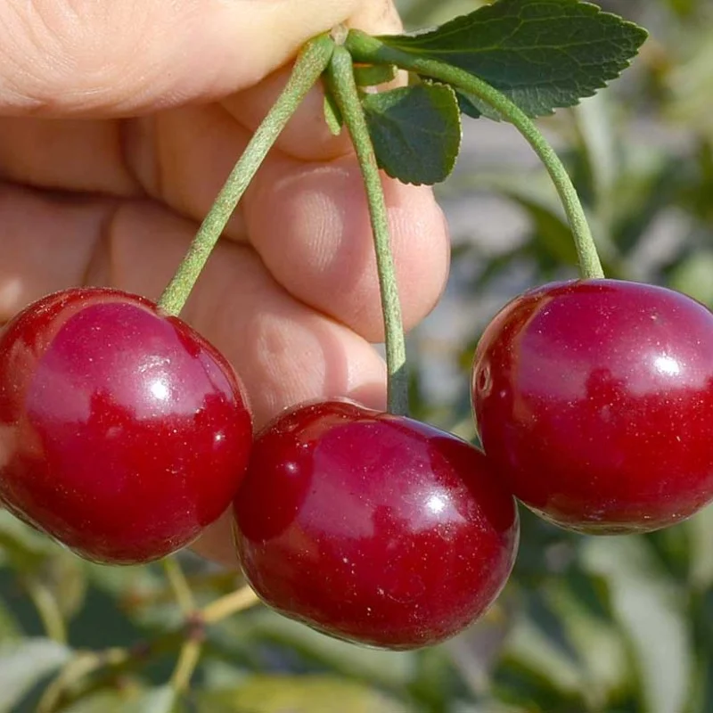 Sour Cherry (Prunus cerasus) ACHAT®