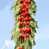 Čerešňa stĺpová (Prunus avium) CAMPANILO