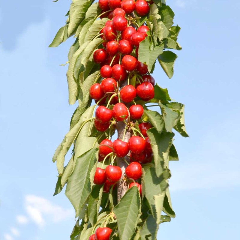 Čerešňa stĺpová (Prunus avium) CAMPANILO