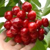 Čerešňa (Prunus avium) CANADA GIANT®