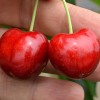 Čerešňa (Prunus avium) CANADA GIANT®