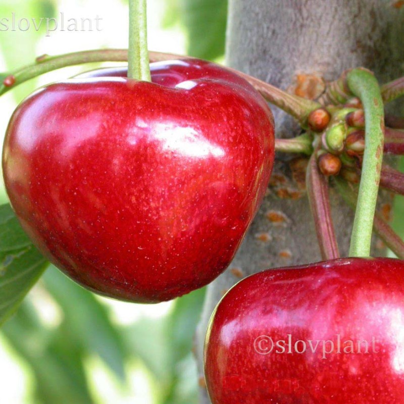 Čerešňa (Prunus avium) CARMEN®