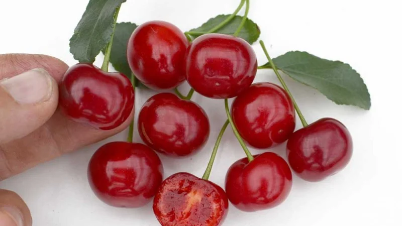 Trpasličie višne z Kanady Trpasličie višne z Kanady