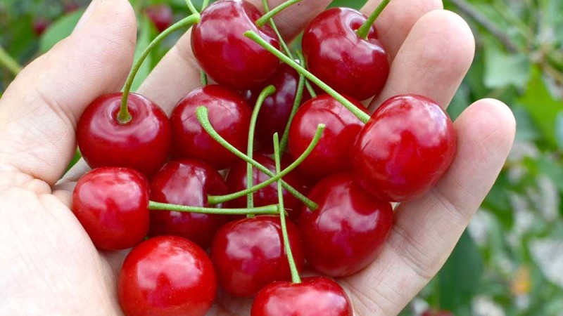 Trpasličia kríková višňa v šľachtiteľskom programe