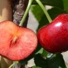 Čerešňa (Prunus avium) CELESTE®